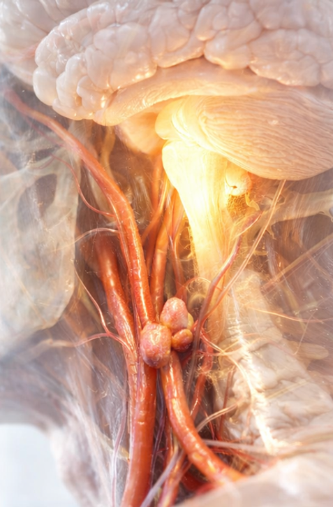 Nahliadli do mozgu myší. Čo našli, môže pomôcť miliónom ľudí