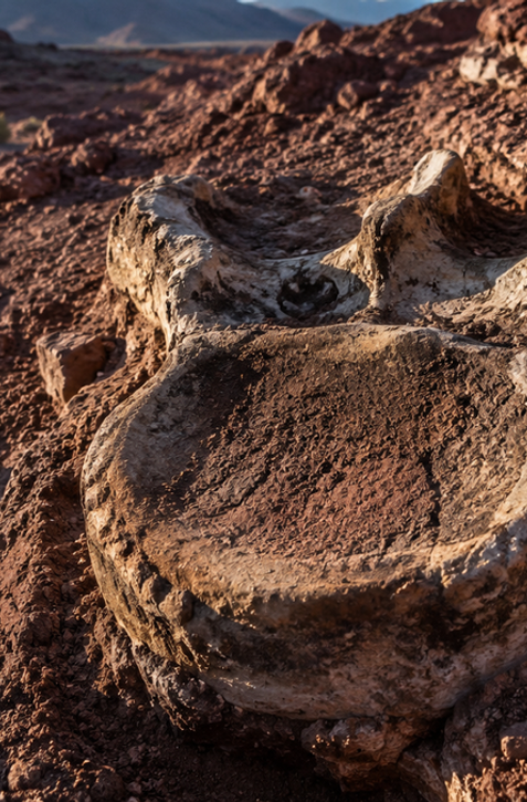 Vedci v Patagónii objavili obra. Zmení dejiny dinosaurov?