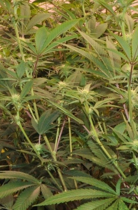 Prelomová štúdia: Marihuana nepomáha pri duševných poruchách, naopak, môže ich vyvolať