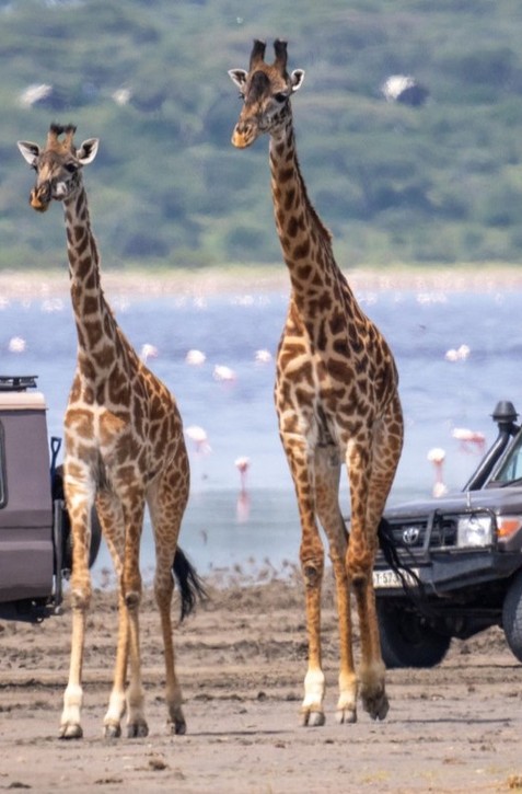 Africkú divočinu ničí šialený trend zo sociálnych sietí: Počuli ste o tejto atrakcii?
