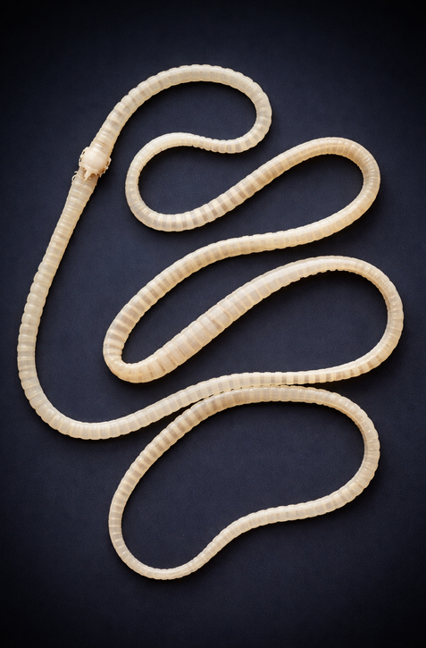 Pásomnice potkanie môžu pomôcť s liečbou depresie alebo alergií. Potrebujú ale vlákninu, zistili českí vedci