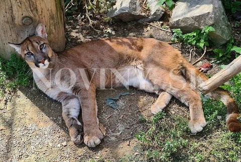 Nešťastie na Horehroní