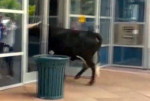 VIDEO: Sprievod kovbojov sa zmenil na rodeo. Splašený býk vbehol do kancelárií medzi ľudí