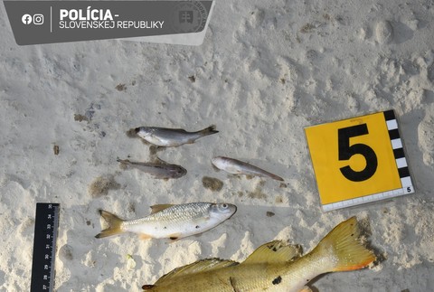 ÚHYN RÝB V MALOM DUNAJI (1)