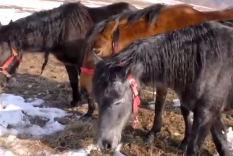 Fullscreen capture 21032019 094631