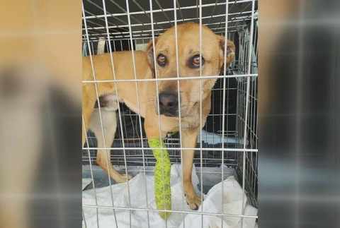 KN Zneuzite tyrane zvierata (3)