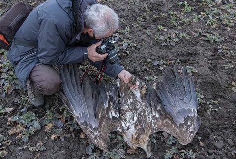 Pytliaci otrávili vzácneho orliaka morského 