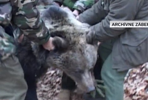 Medvedica bránila mŕtve mláďatá.