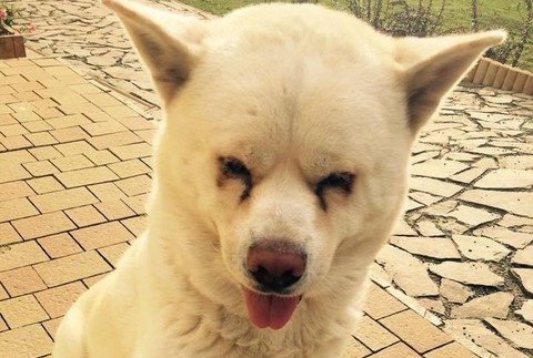 Stratený Akita Inu Vranov nad Topľou 2