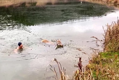 [multi] Zachrana srny 1763