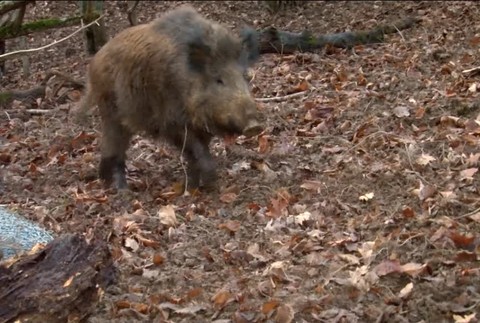 Dvesto kilogramový diviak zaútočil v lese na muža. Zasahovať musel vrtuľník1623