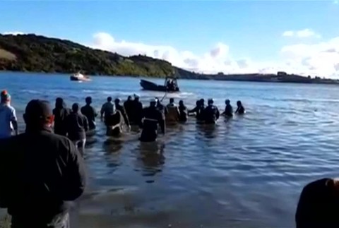 V Čile vyslobodili uviaznutú veľrybu51