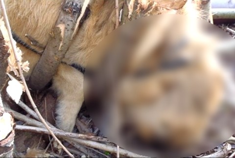 Mŕtvy psík, Závadka nad Hronom