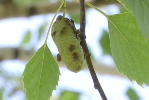 Bzdochy trápia ľudí v Šali