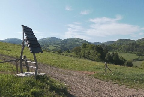 Hubára napadol medveď (3)