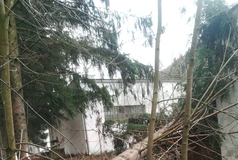 Silný vietor vyčíňal, lámal stromy 