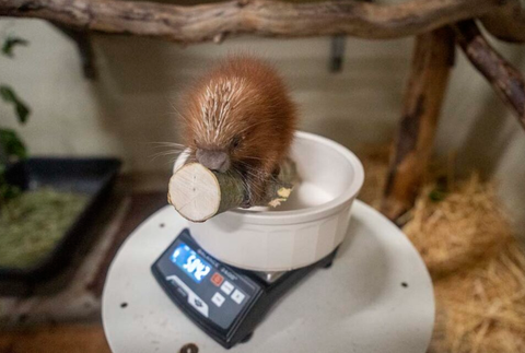 Mláďa dikobraza v Zoo vo Washingtone 3