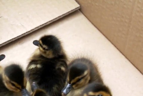 Okamžitá pomoc pred nákupným centrom v Banskej Bystrici zachránila 9 operených životov