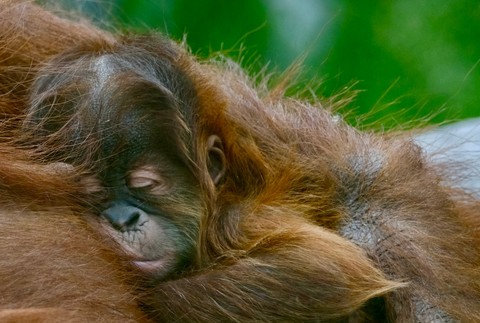 V bratislavskej zoo sa narodilo mláďa orangutana sumatrianskeho