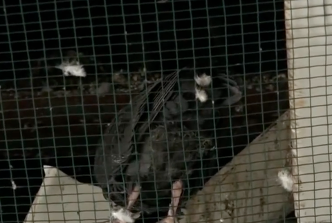 Uväznené holuby v košickej nemocnici