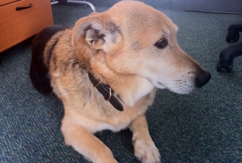 Zatúlaný psík v JOJke