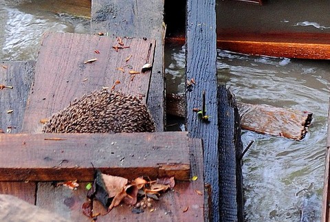 Nezbudská Lúčka  ježko záchrana 1