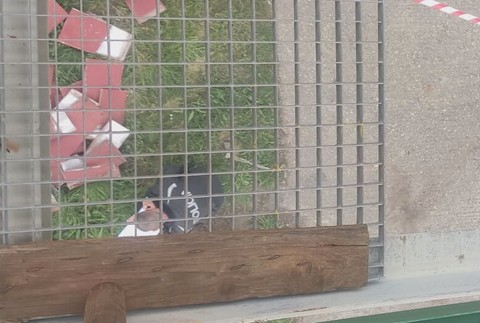 pracovny uraz duslo šaľa (4)