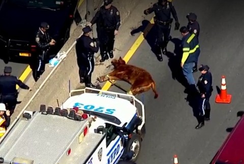 Netradičná uzávierka diaľnice. Veterinári naháňali obrovské zviera