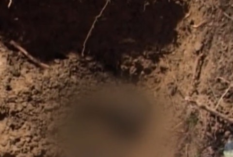 Lovci lebiek vypátrali na Malte veľkú rybu.