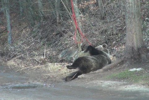 [multi] medved napadol turistov 3565