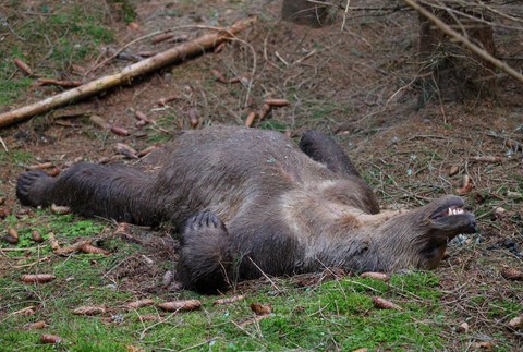 mrtvy medved pytliak tatry (5)