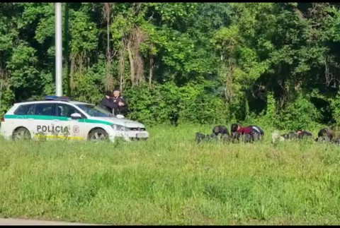 [multi] afganci. 7031