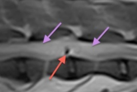 Rodine niekto na dvore chladnokrvne postrelil psa. 