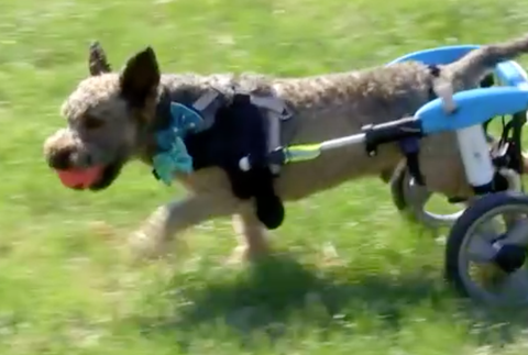 Netradičný psí piknik