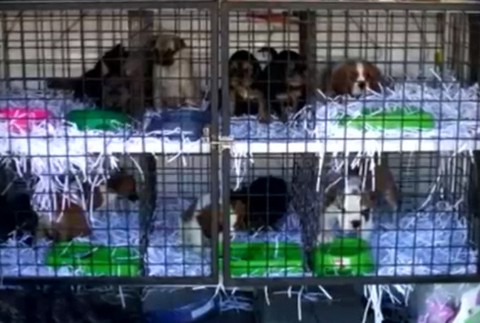 Talianska polícia zadržala gang pašerákov šteniat. Je medzi nimi aj Slovák