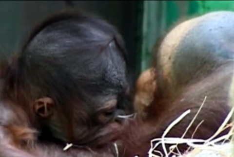 Najdôležitejší transport v histórii Zoo. Kiran opúšťa Bojnice