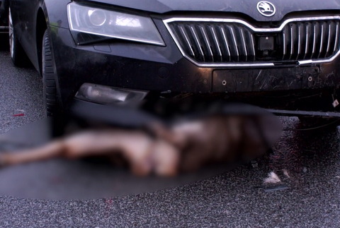 Cez vozovku plnú vozidiel sa prehnalo stádo jeleníc