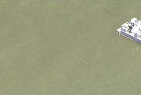 Neďaleko Londýna pláva veľryba bieluha