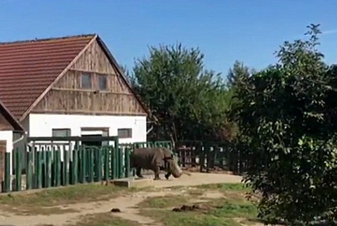 Bratislavská zoo má nový prírastok, ktorý museli vyložiť žeriavom. Toto je nosorožec Tootsie