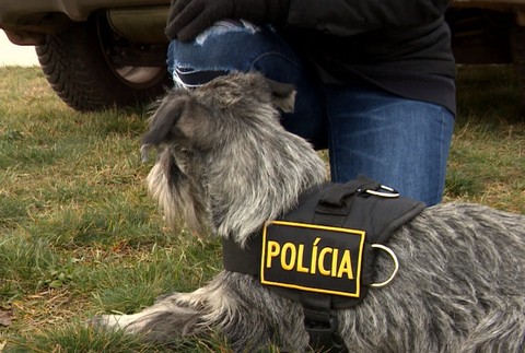 Prípady trávenia dravcov neutíchajú. Polícia svoje rady rozšírila o jedinečnú posilu