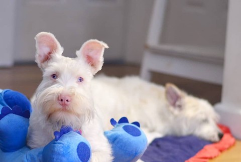 Pes musí nosiť slnečné okuliare a natierajú ho opaľovacím krémom