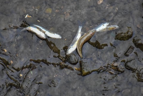 Uhynuté ryby na Myjave