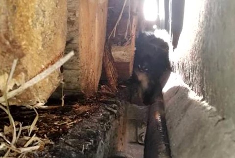 [multi] Zachránený psík 1549