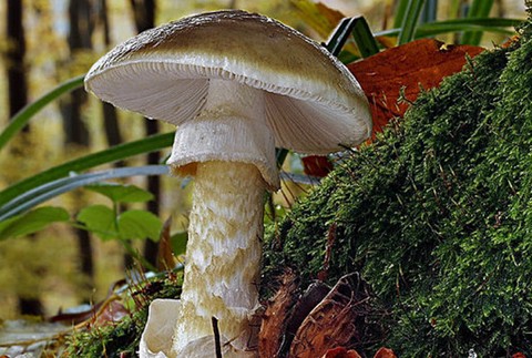 Muchotrávka zelená 