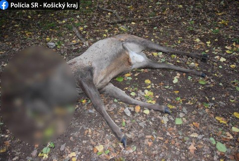 Uhynutý jeleň pri Soroške 