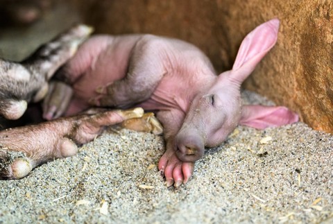 Hrabáč takaru v Zoo v Prahe 