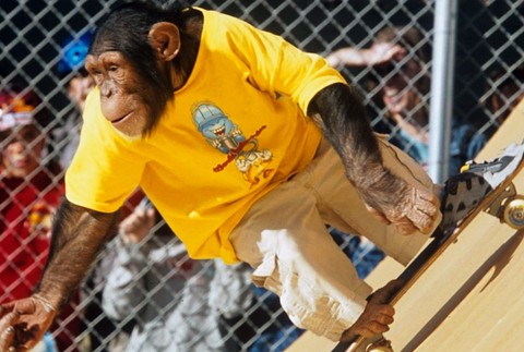 opica na skateboarde