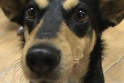 detail tvare psika, polianky utulok