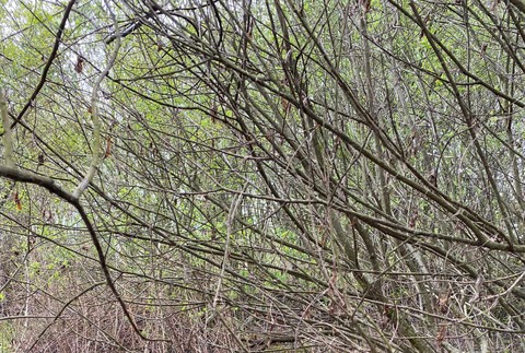 Pátranie po nezvestnom