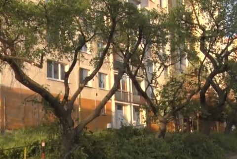 Ľudí nahnevalo orezávanie stromov